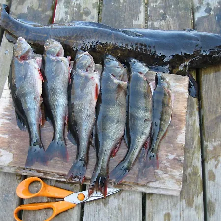 Villa Avanto Suomenniemi